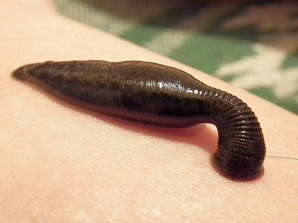 Man Caught at Toronto Airport Smuggling 5000 Leeches in Suitcase Worth $40,000
