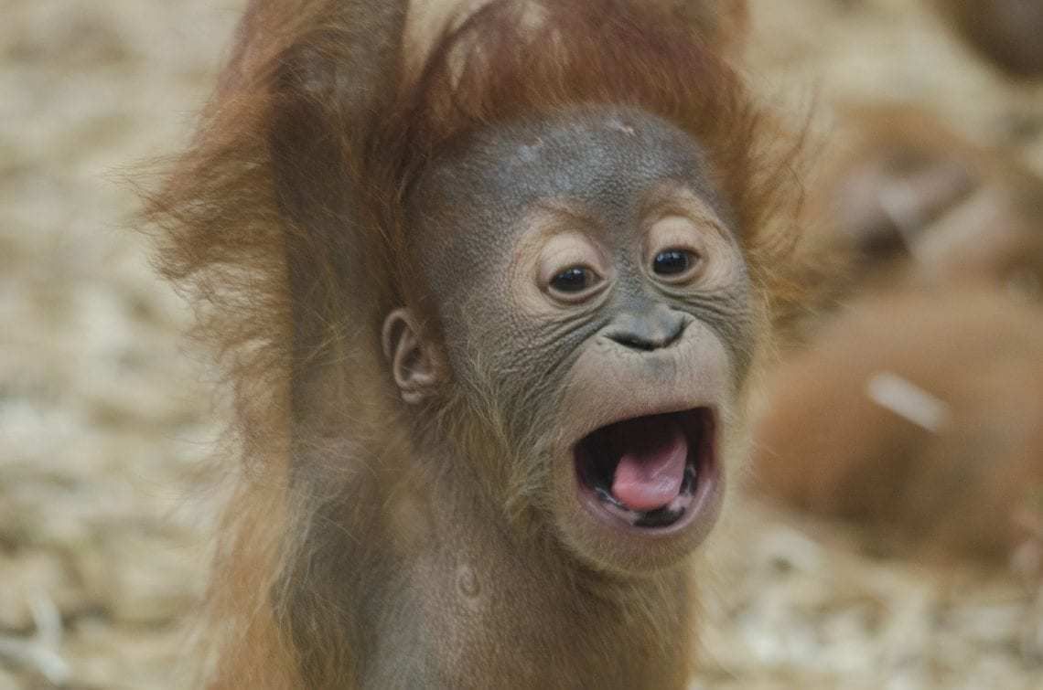 Man Arrested After Trying To Smuggle Orangutan Out Of Bali's Ngurah Rai International Airport