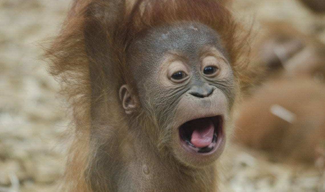 Man Arrested After Trying To Smuggle Orangutan Out Of Bali's Ngurah Rai International Airport