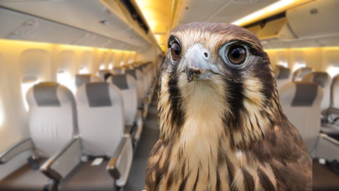 Passengers Shocked To Find Falcons Sat Next To Them During Flight