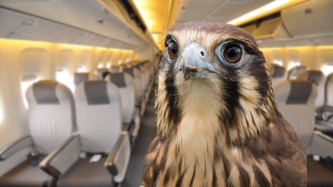 Passengers Shocked To Find Falcons Sat Next To Them During Flight