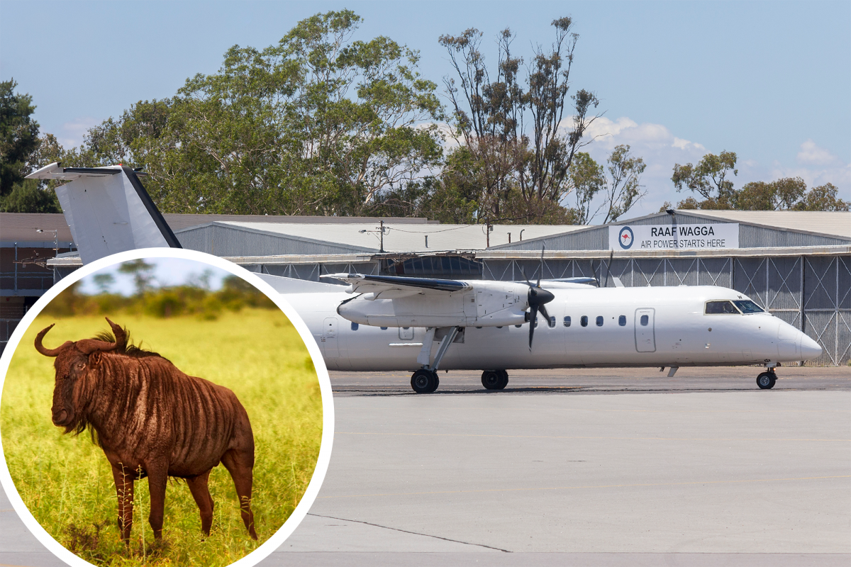 Safarilink Dash 8 Crashes After Hitting Wildebeest