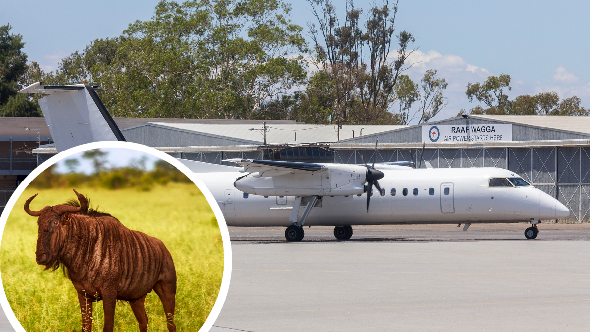 Safarilink Dash 8 Crashes After Hitting Wildebeest