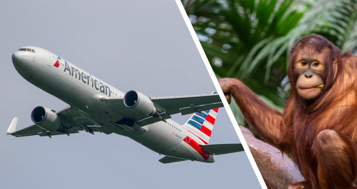 Here’s How American Airlines Transported An Orangutan From Buenos Aires To Dallas