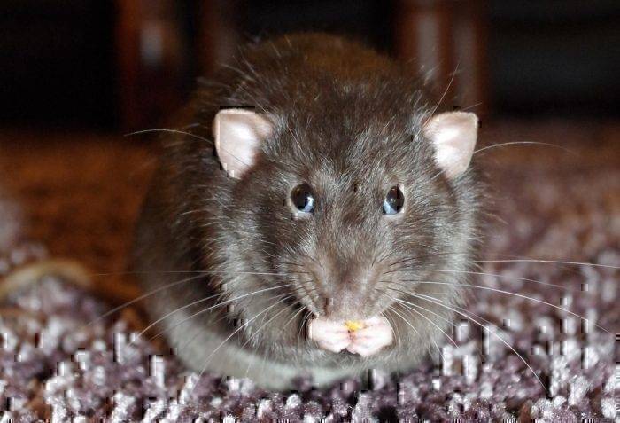 Stowaway Rats Stowaway Rat Delays Air India Flight By 12 Hours