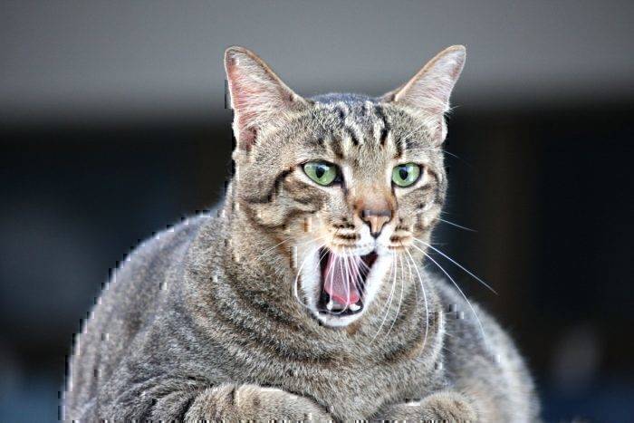Overweight Cat Causes Aeroflot To Strip Member Of Air Miles
