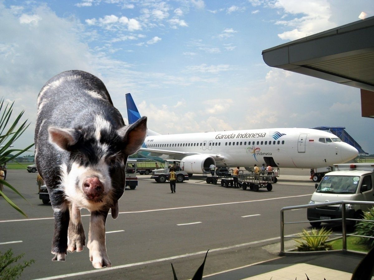 Pigs In Bali Indonesia Banned From Eating Airline Food