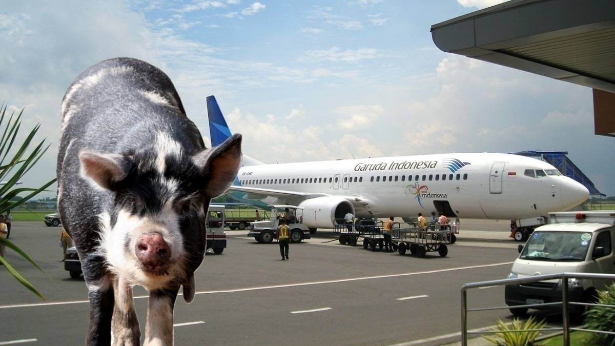 Pigs In Bali Indonesia Banned From Eating Airline Food
