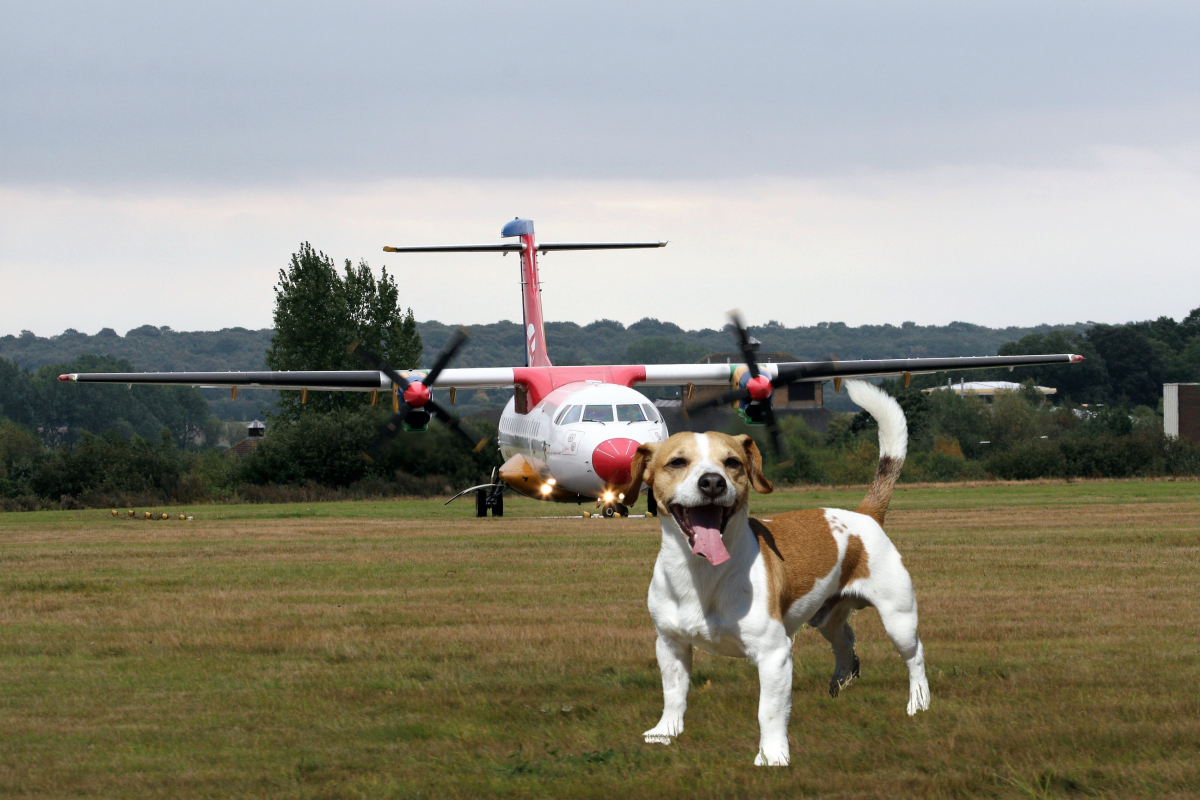 Unbelievable: Dog Files For Compensation After Flight Cancelled