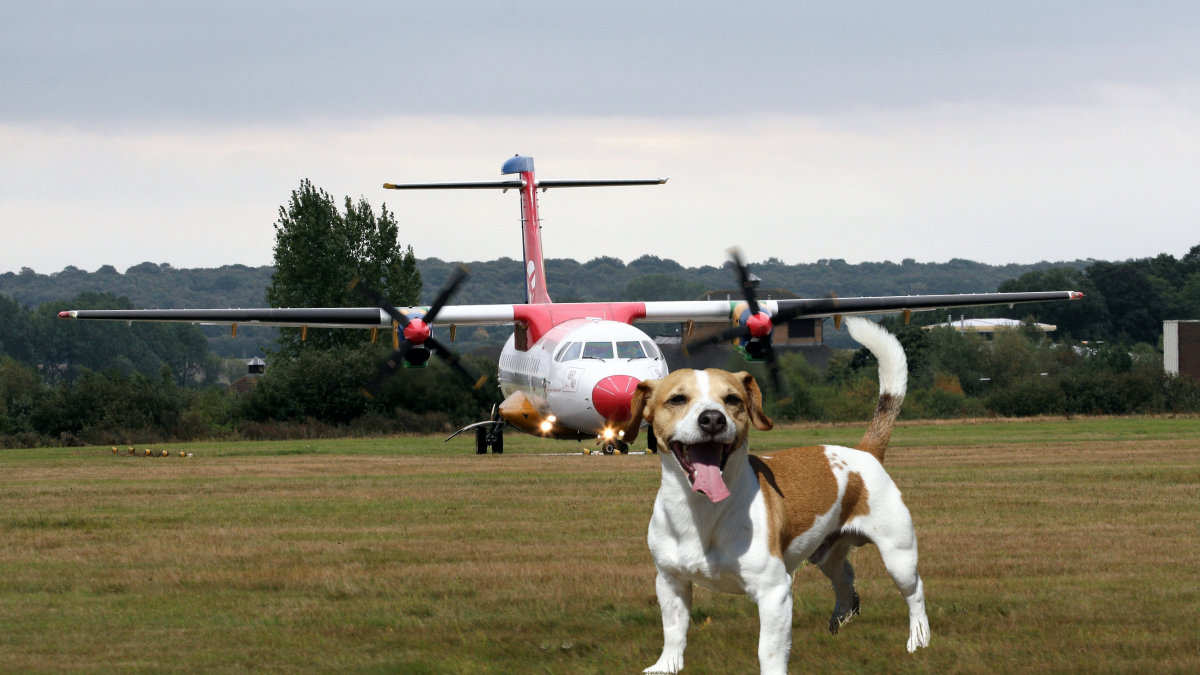 Unbelievable: Dog Files For Compensation After Flight Cancelled