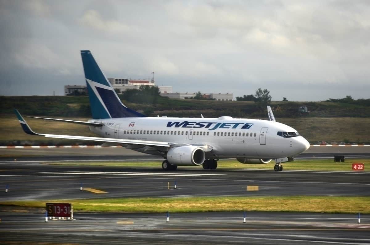 Skunks And Seagulls Have Been Hit By Planes At Ottawa Airport