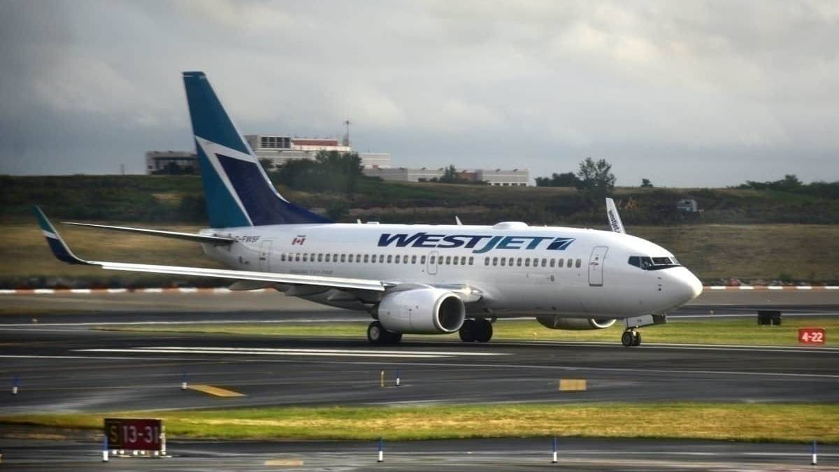 Skunks And Seagulls Have Been Hit By Planes At Ottawa Airport