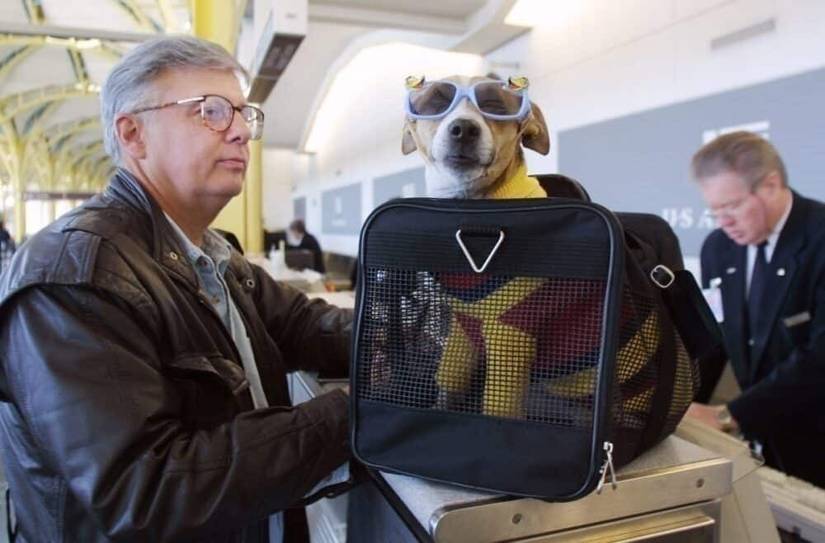 Where Does Your Pet Go When Flying As Cargo?