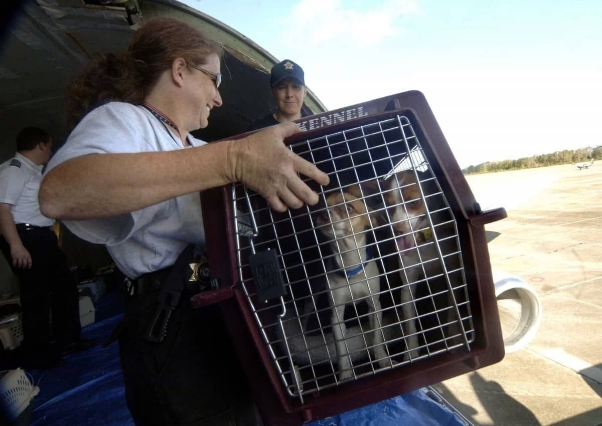 Where Does Your Pet Go When Flying As Cargo?