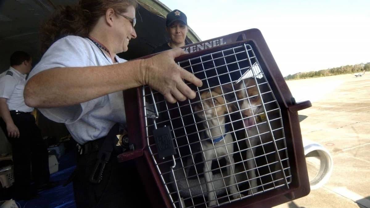 Where Does Your Pet Go When Flying As Cargo?