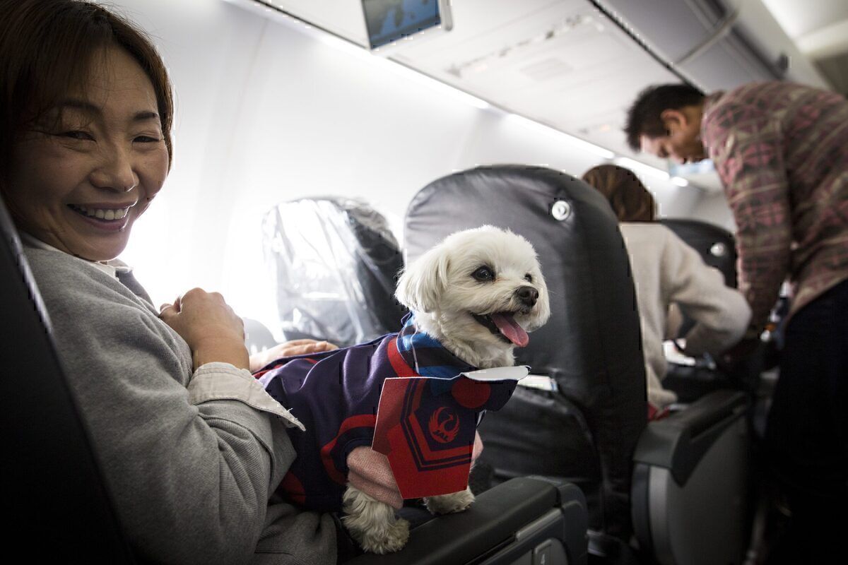 US DOT Takes Stronger Stand Against Emotional Support Animals