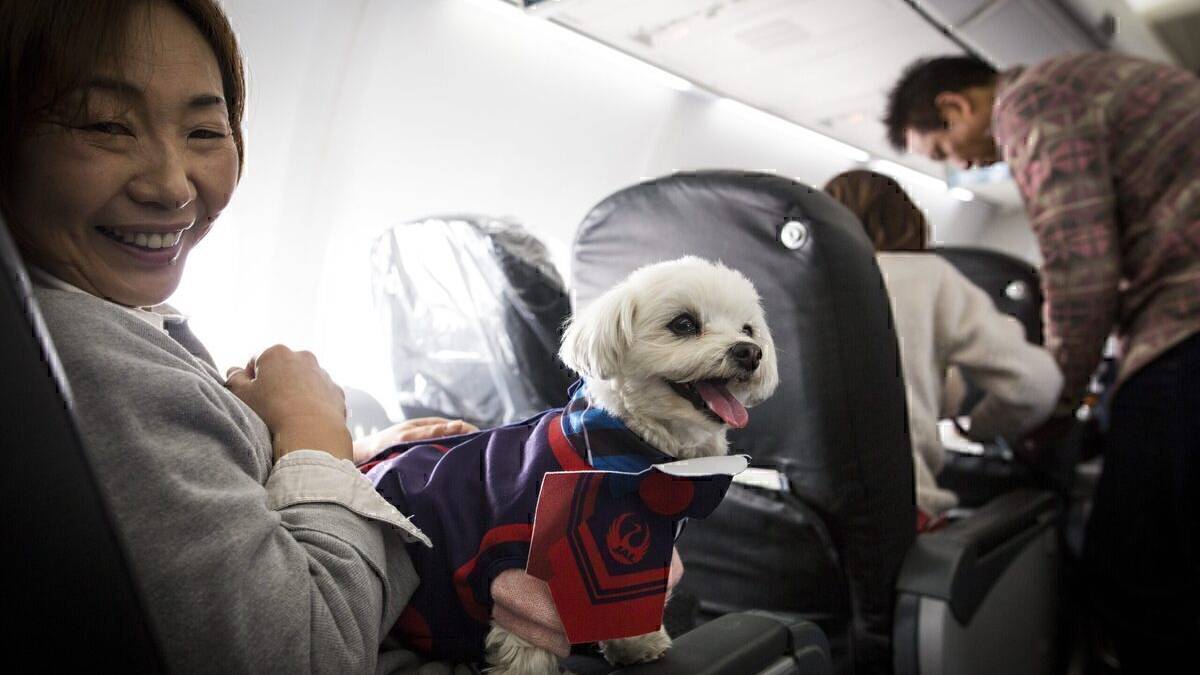 US DOT Takes Stronger Stand Against Emotional Support Animals