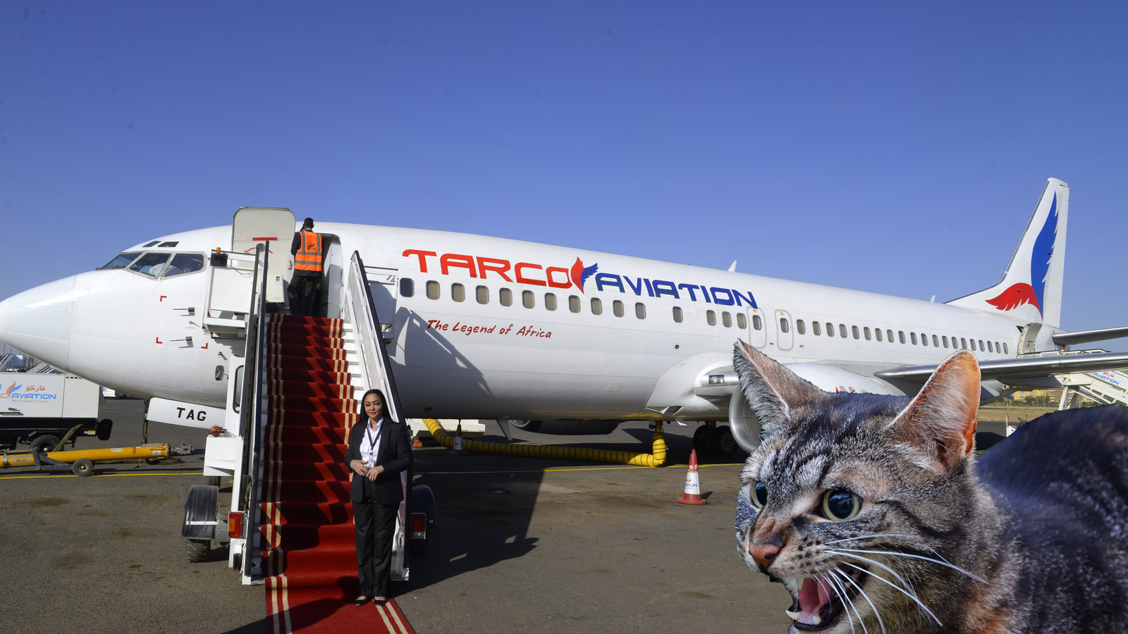 Angry Cat Plane