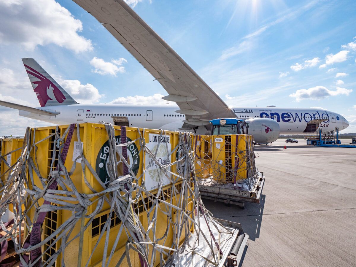 Qatar Airways Repatriates 7 Lions To Natural Habitat