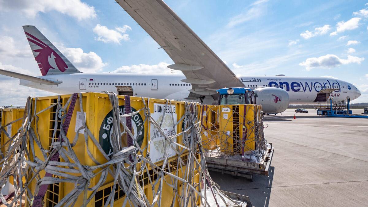 Qatar Airways Repatriates 7 Lions To Natural Habitat