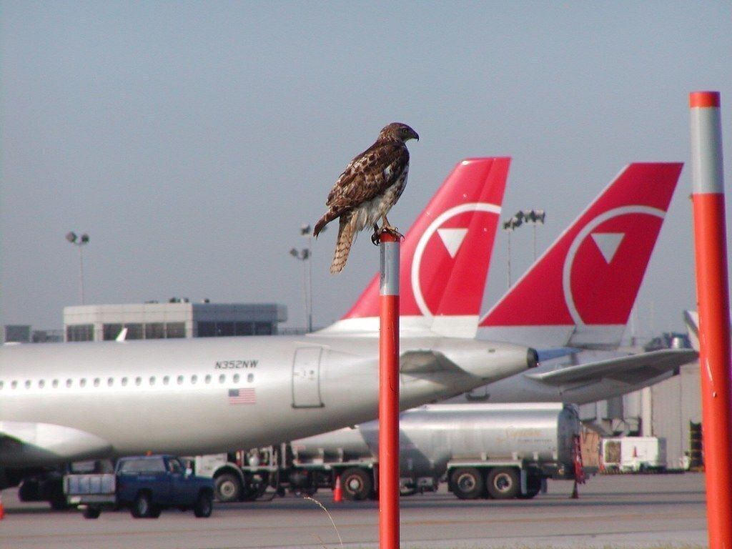 What Happens When A Plane Hits A Bird?