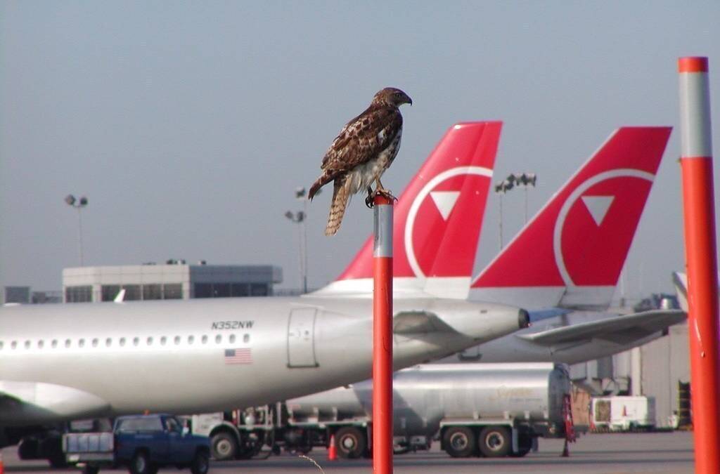 What Happens When A Plane Hits A Bird?