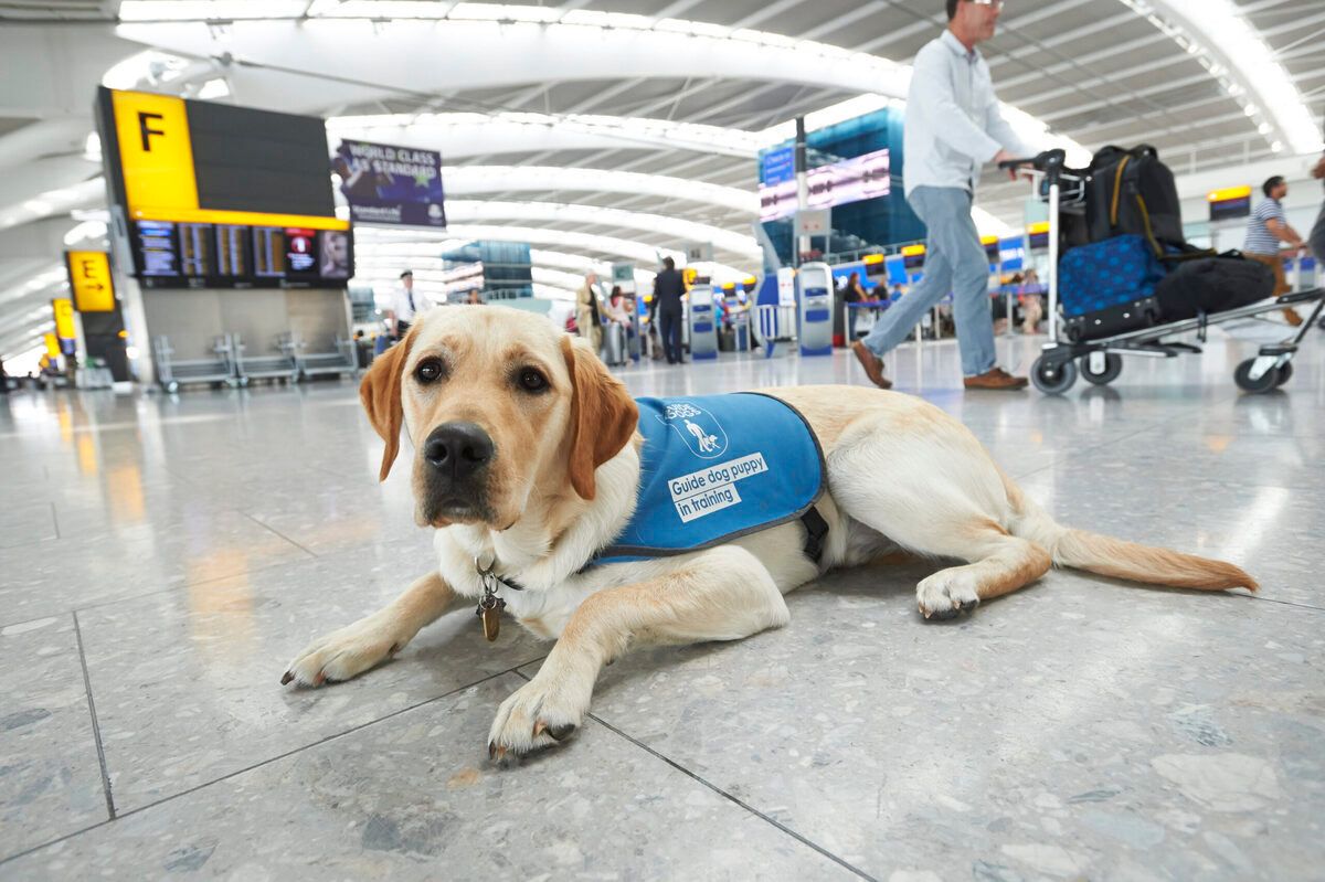 A Different Type Of Quarantine: Heathrow Plans New Animal Center
