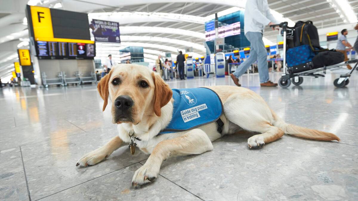 A Different Type Of Quarantine: Heathrow Plans New Animal Center