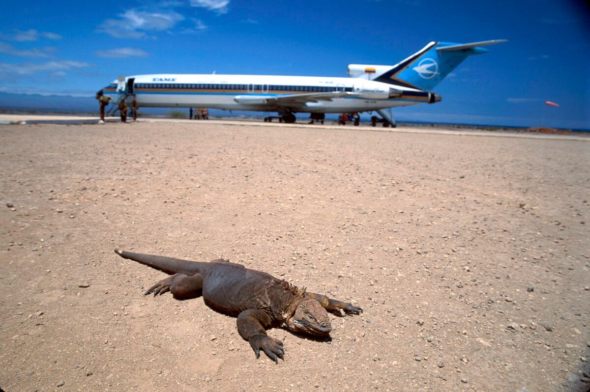 Airline Startup Of The Week: Galapagos Airways