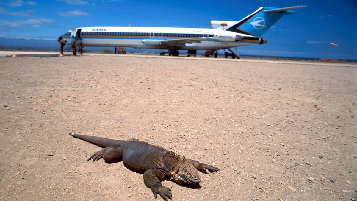 Airline Startup Of The Week: Galapagos Airways