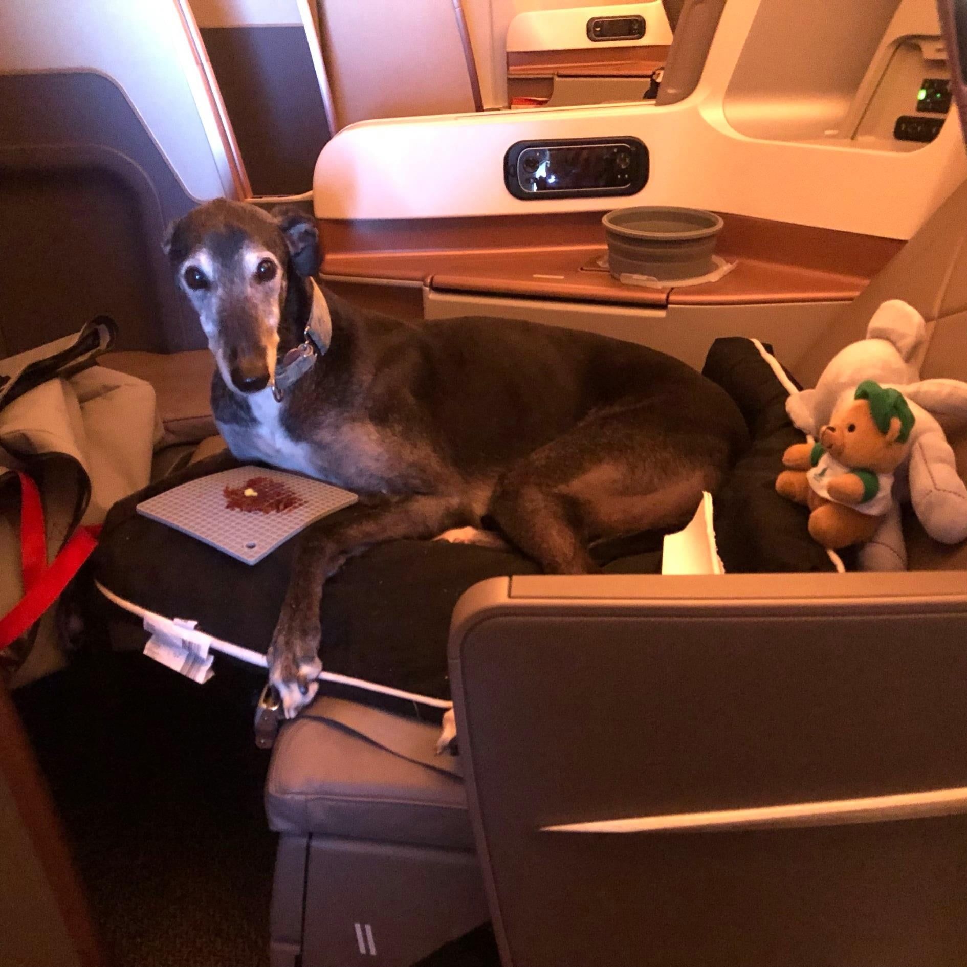 Barking Mad? Birthday Dog Upgraded To Business Class On Singapore