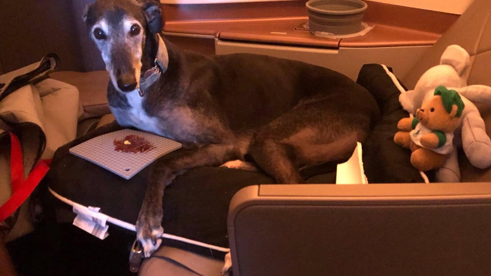 Barking Mad? Birthday Dog Upgraded To Business Class On Singapore