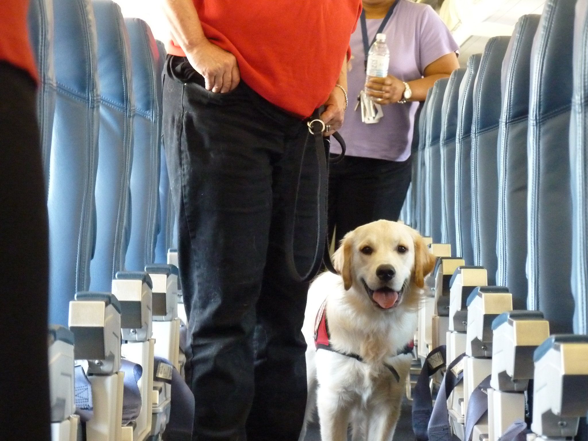 Traveling With Pets: How Does It Work?