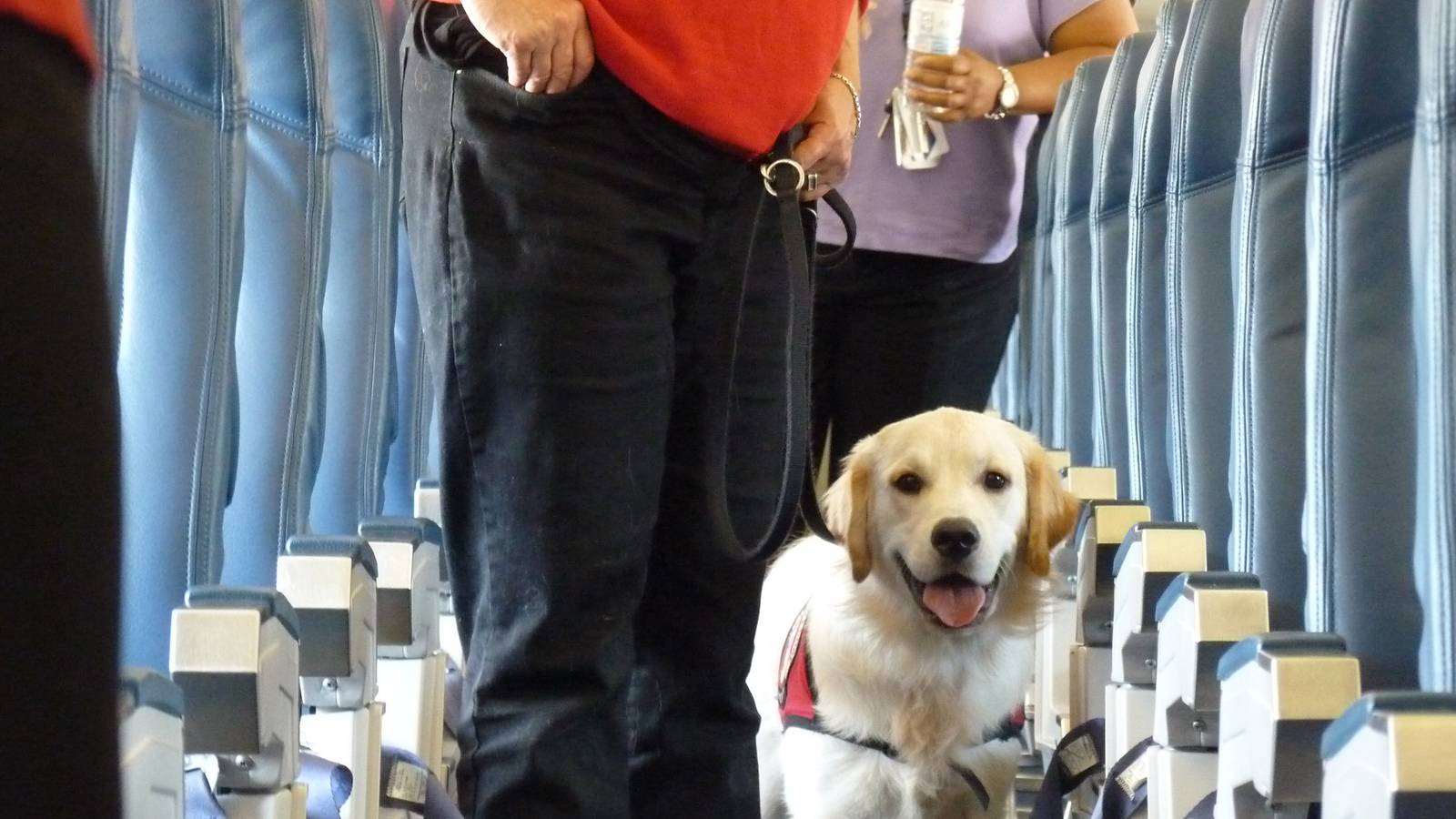 Traveling With Pets: How Does It Work?