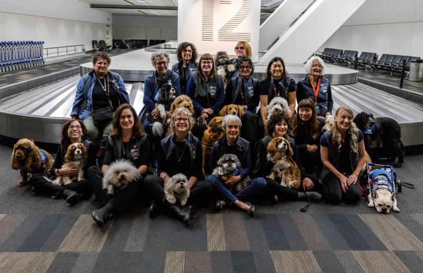 Why San Francisco Airport Has Hired A 28 Pound Giant Rabbit