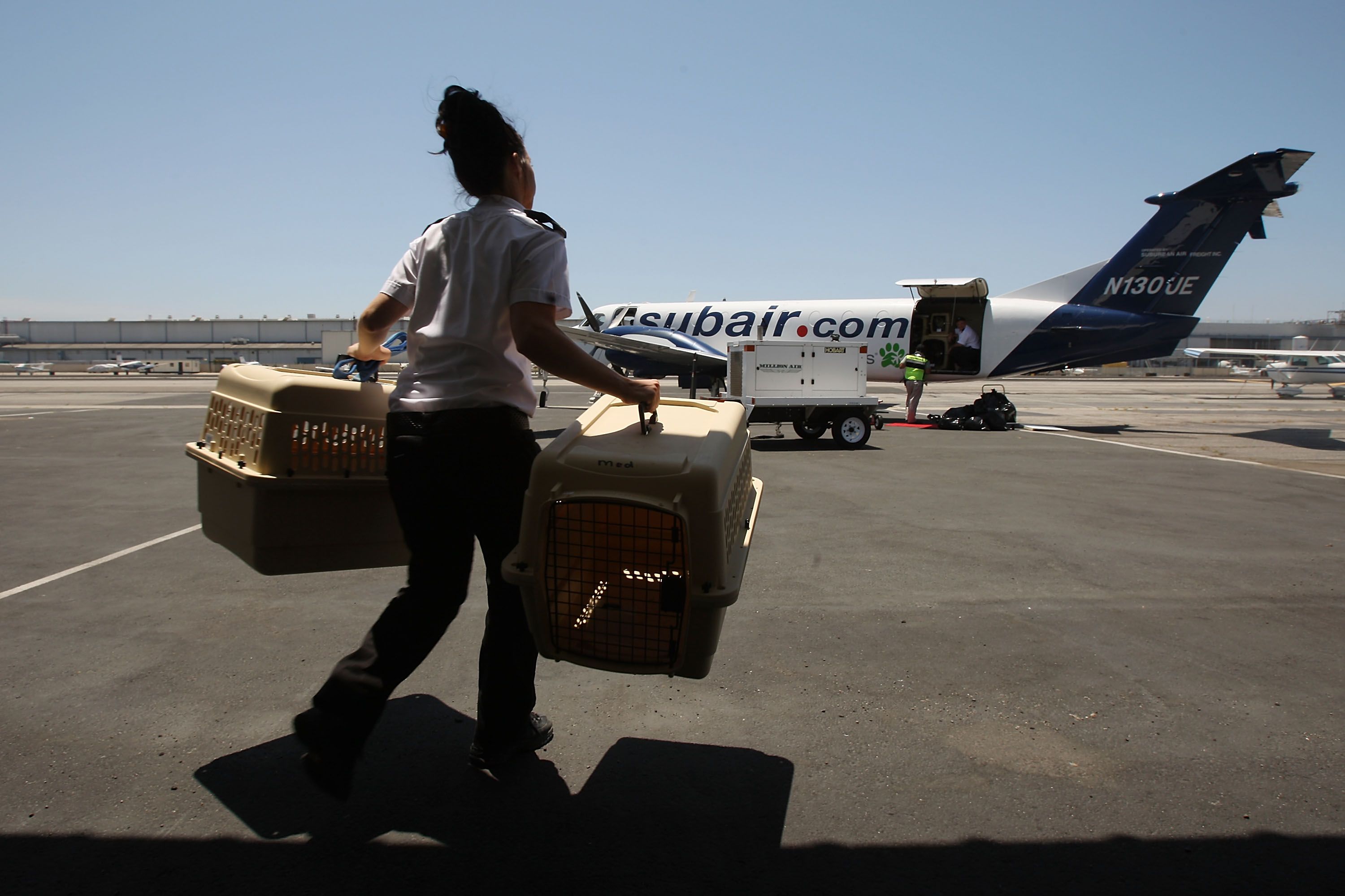 Pet Airways: The Airline Designed For Animals