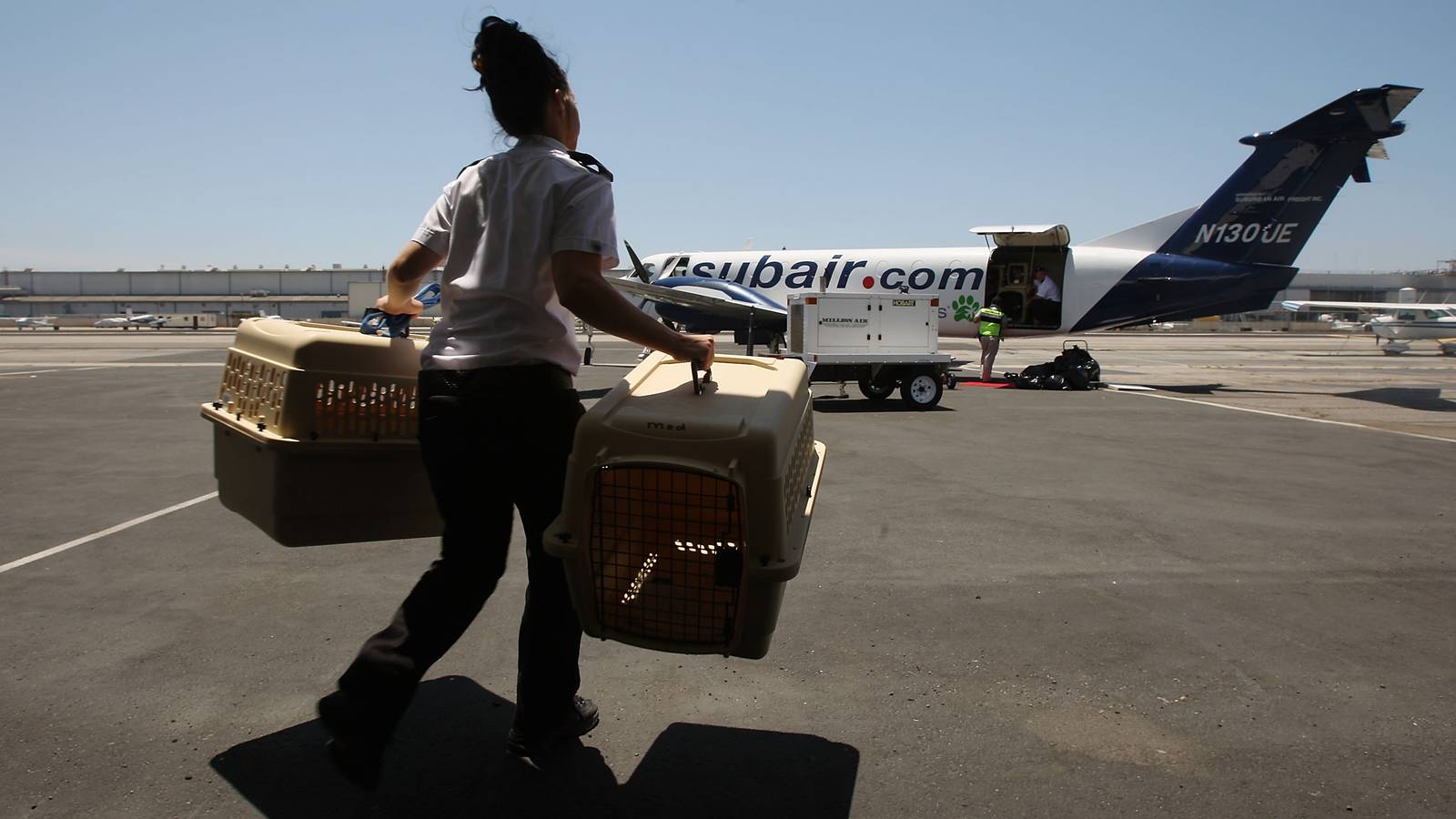 Pet Airways: The Airline Designed For Animals
