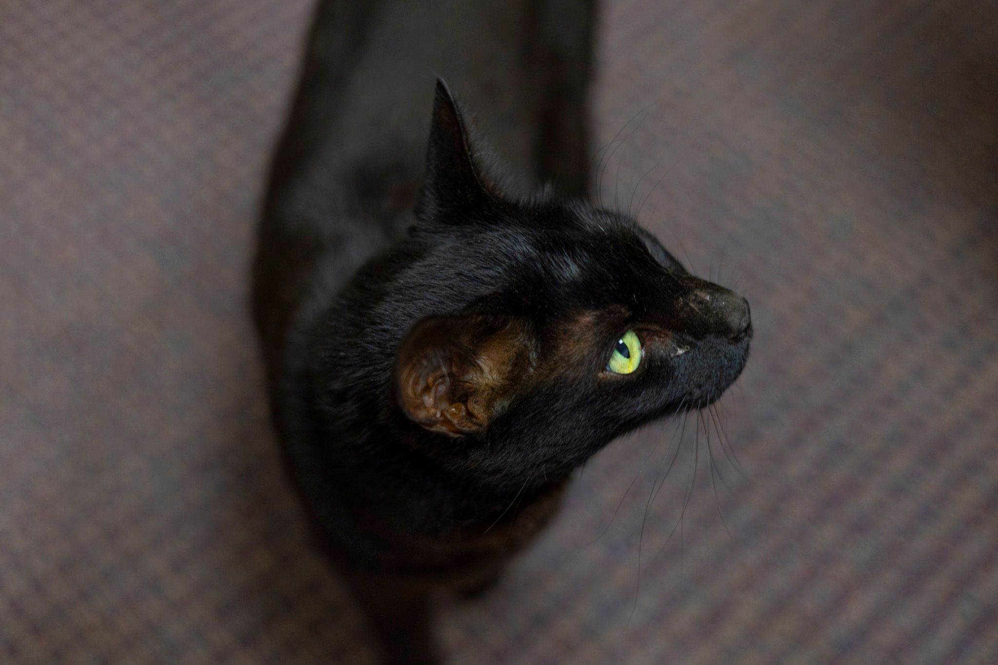 Missing Cat Caught At Boston Airport After 3 Weeks On The Run