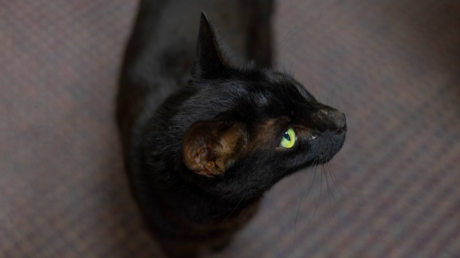 Missing Cat Caught At Boston Airport After 3 Weeks On The Run