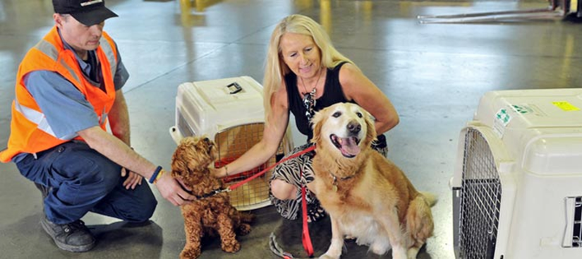 Is Pet Travel In The Cargo Hold Really Safe?