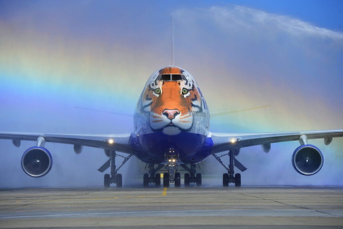 Why A Boeing 747 Flew 8 Cheetahs From Namibia To India