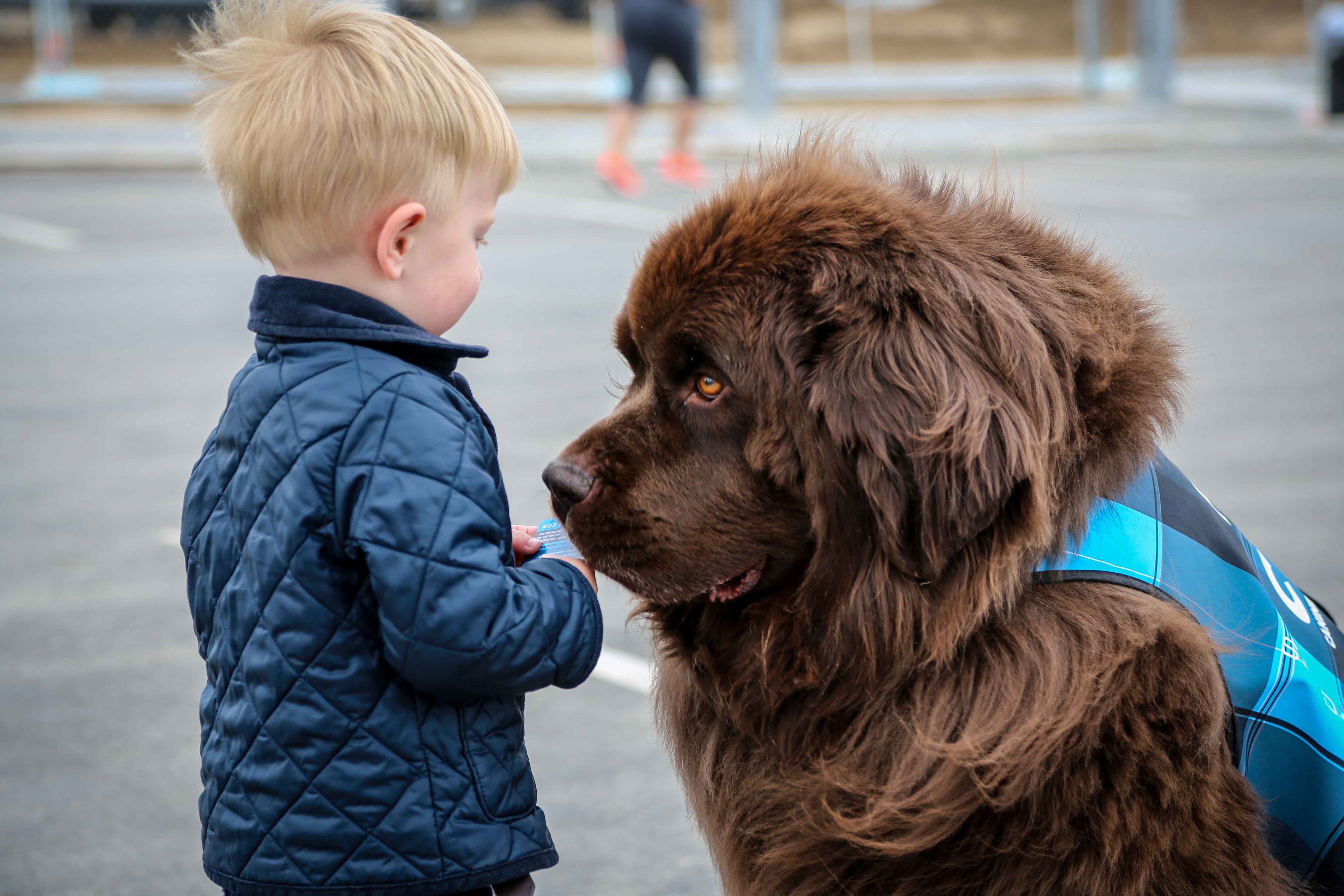 Denver Receives Guinness World Record Title For The World's Largest Airport Therapy Animal Program