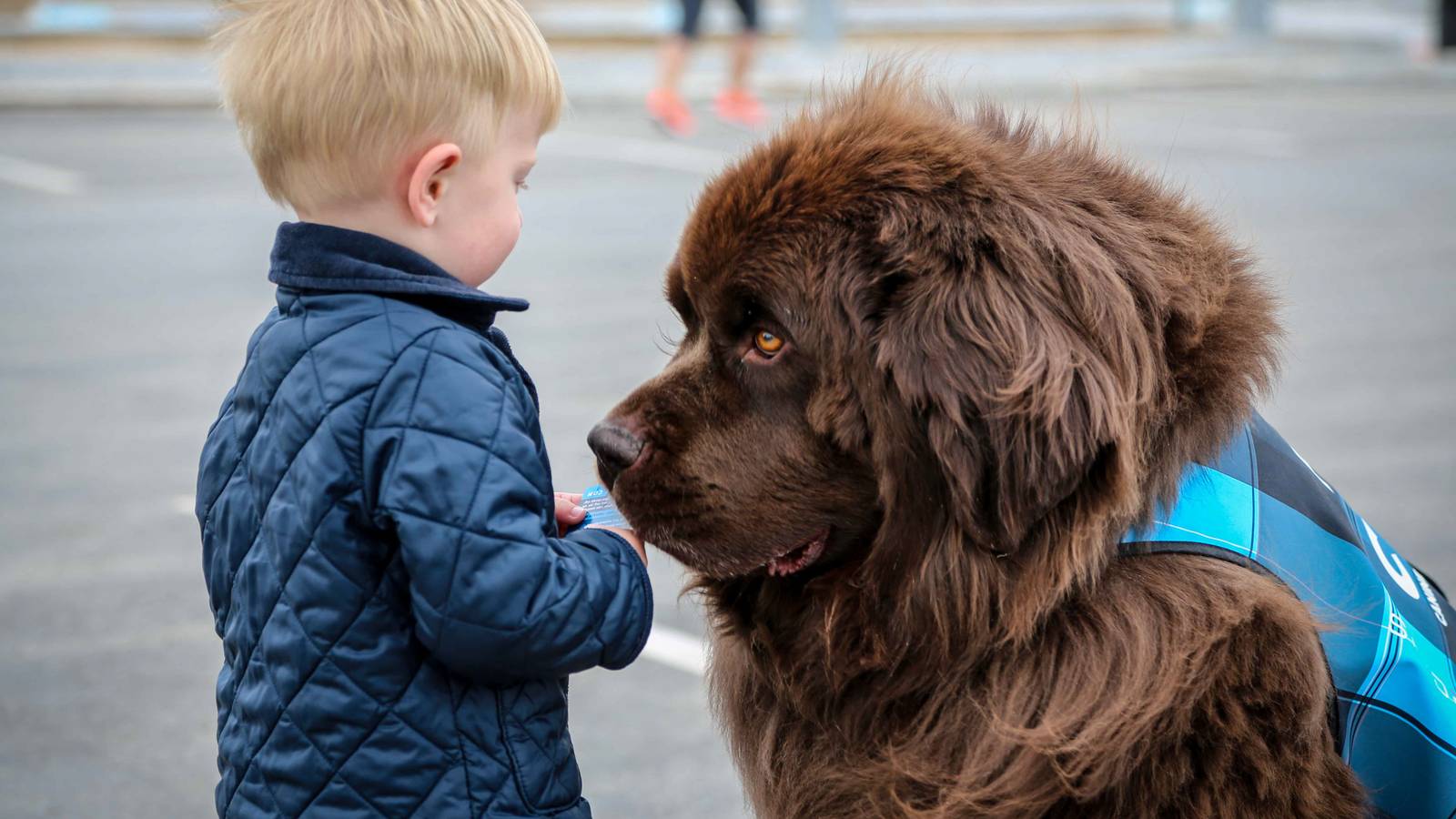 Denver Receives Guinness World Record Title For The World's Largest Airport Therapy Animal Program