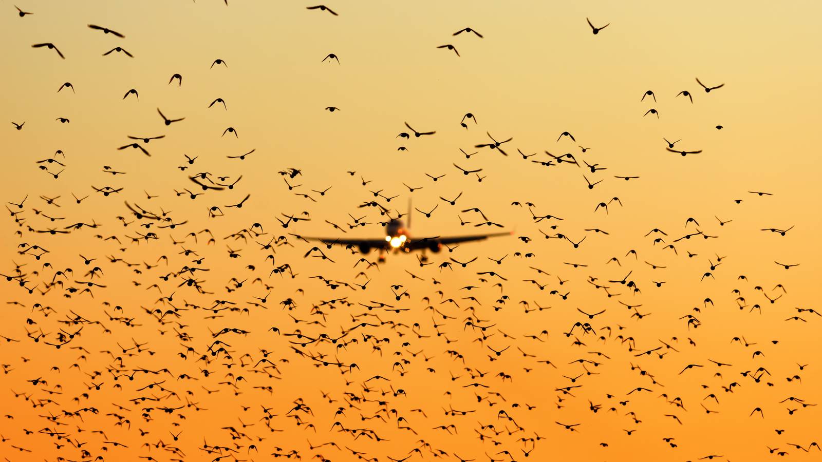 What Are The Airframe Integrity Requirements For Bird Strikes?