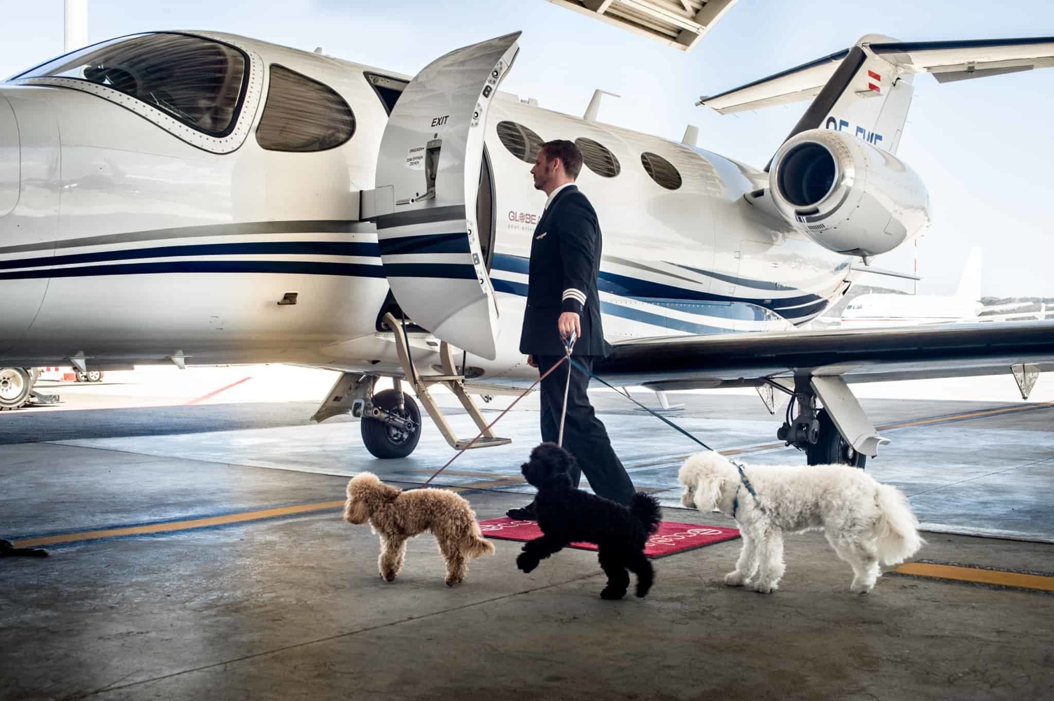 How Has Flying With Pets Changed Over The Years?