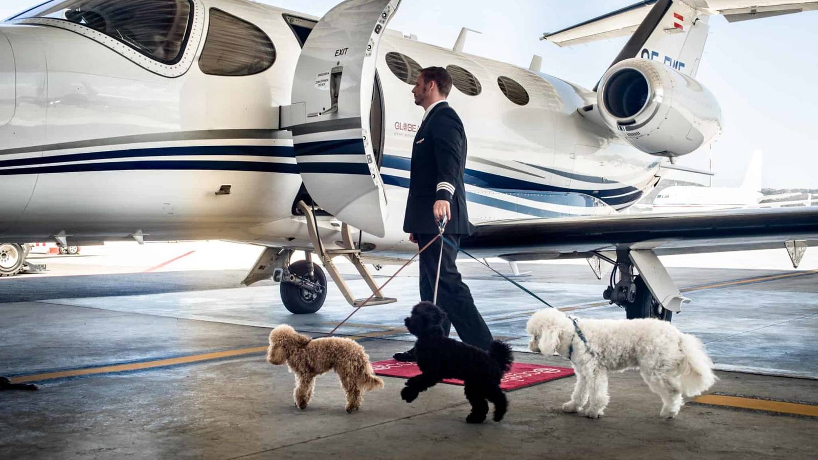 How Has Flying With Pets Changed Over The Years?
