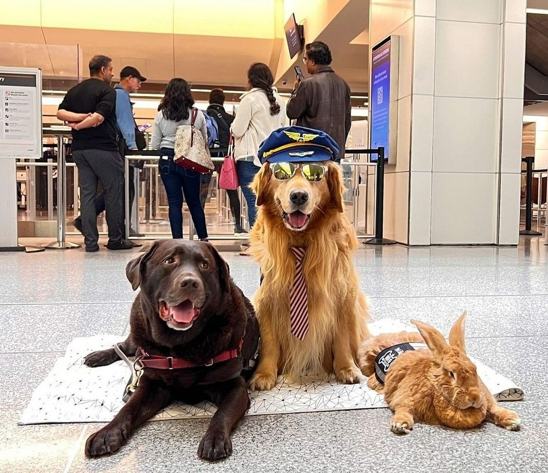 The Wag Brigade: San Francisco International Airport's Adorable Team Of Therapy Animals