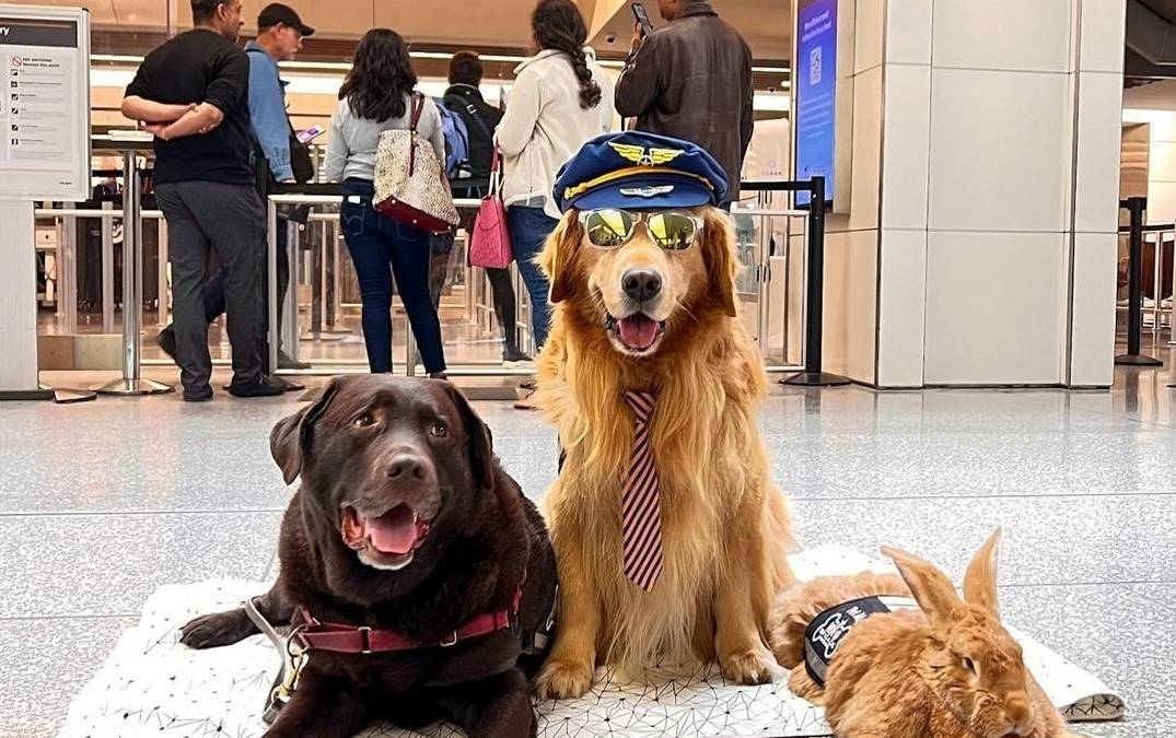 The Wag Brigade: San Francisco International Airport's Adorable Team Of Therapy Animals