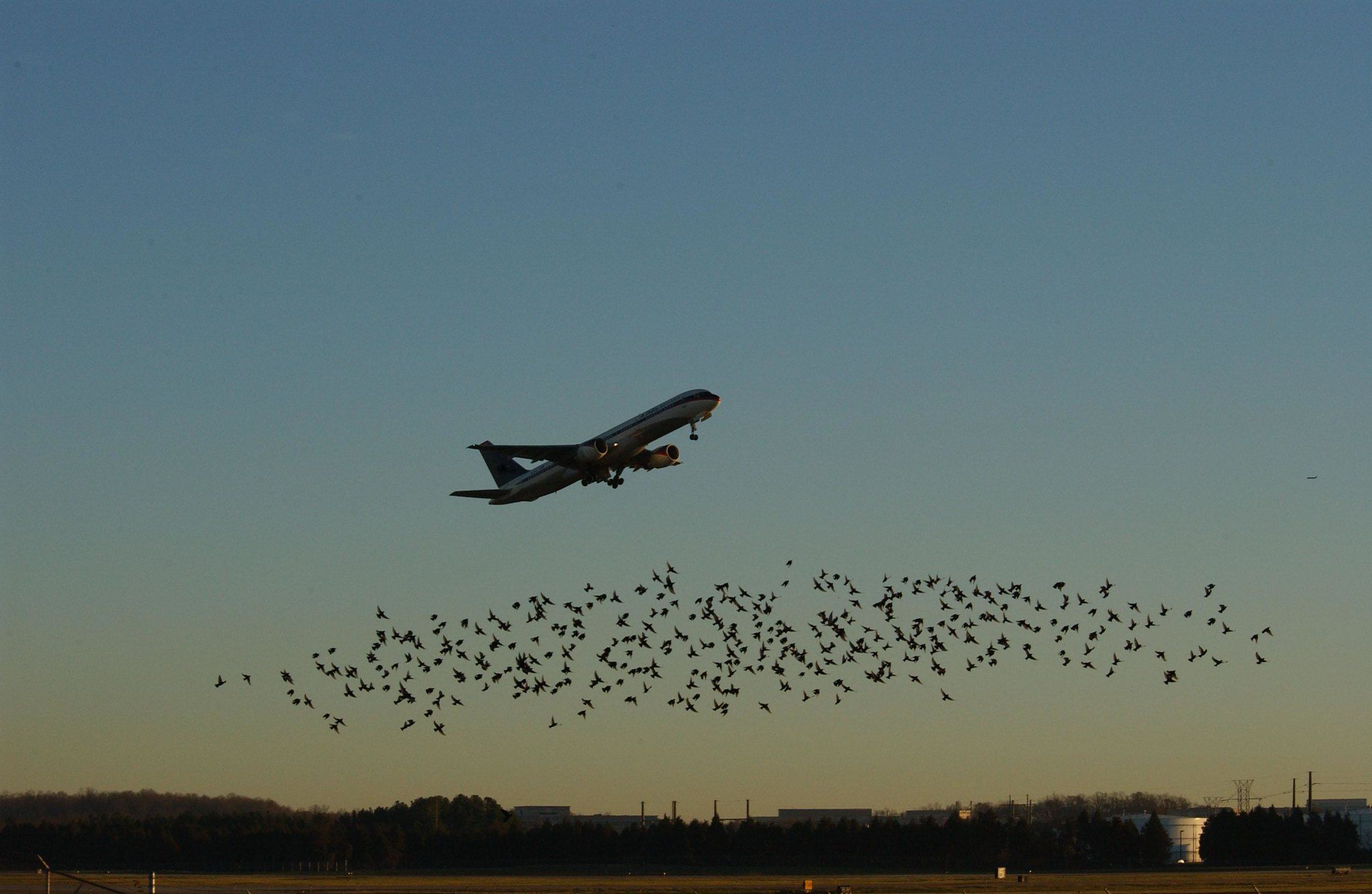 How The FAA Is Looking To Counteract Increasing Bird Strikes In US Aviation