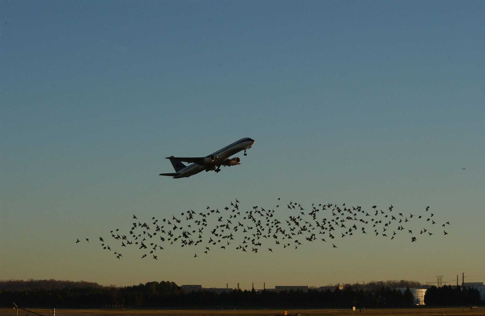How Are Pilots Trained To Handle Bird Strikes?